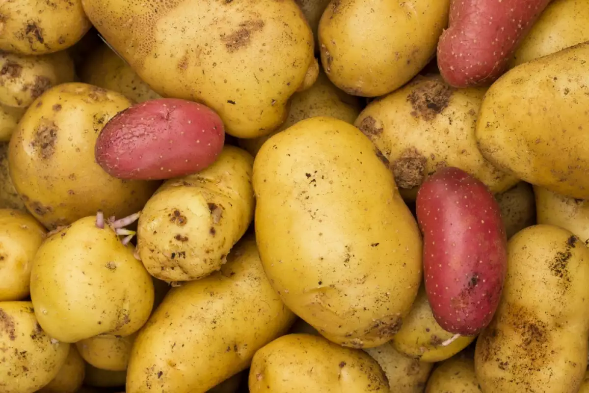 Основные сорта картофеля