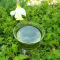 Чай из петрушки для укрепления костной системы
