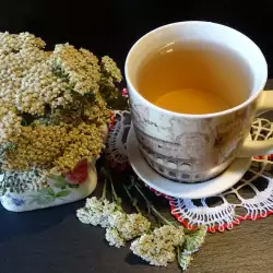 Чай из тысячелистника