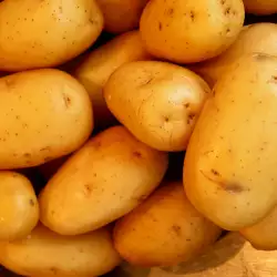 Картофель
