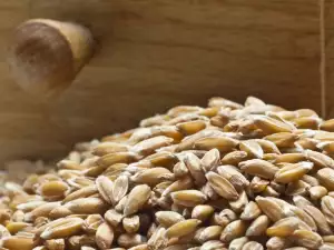 Спельта