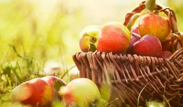 Как хранить яблоки?
