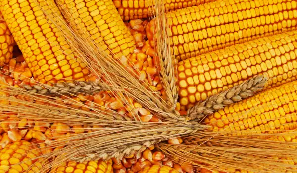 Сколько варить кукурузу?