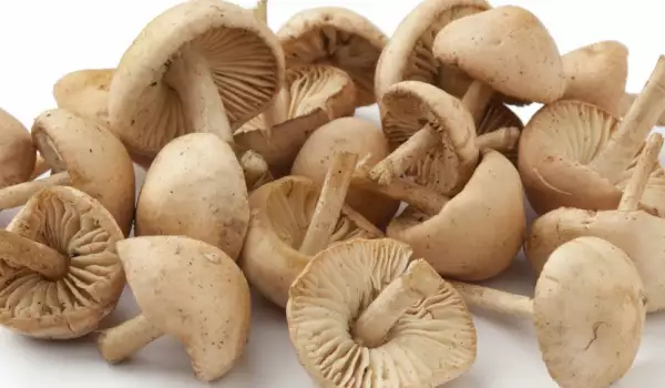 Как чистить свежие грибы?