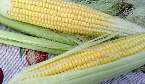 Кукуруза - это овощ или фрукт?