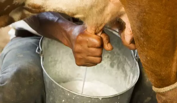 Какая жирность у коровьего молока?