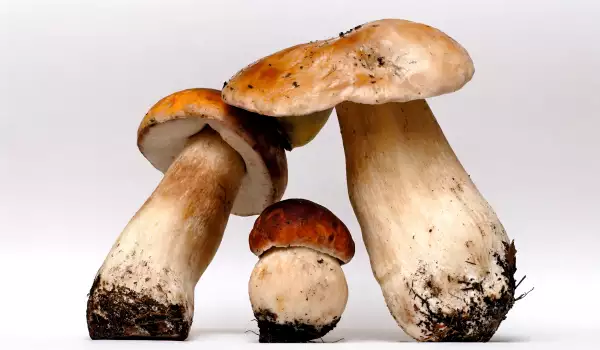 Проверка грибов на ядовитость