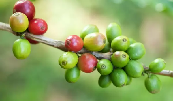 Как употреблять зеленый кофе?
