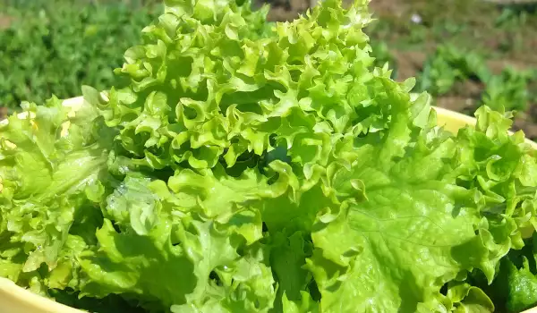 Зеленый салат с булгуром, нутом и мангольдом