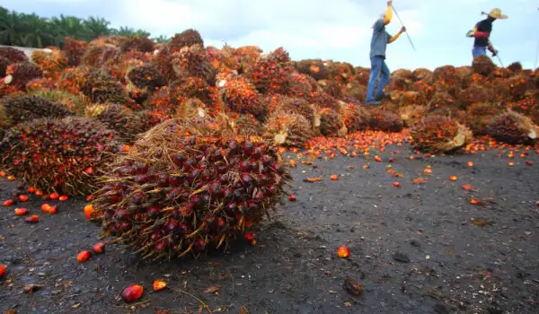 полезно ли для здоровья пальмовое масло