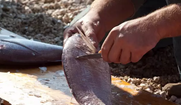 Как чистить рыбью чешую?