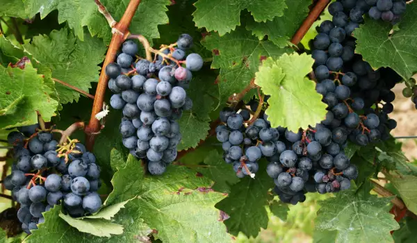 Раздражает ли виноград желудок?