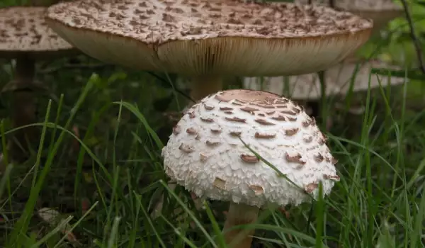 Есть ли ядовитый двойник у гриба-зонтика?