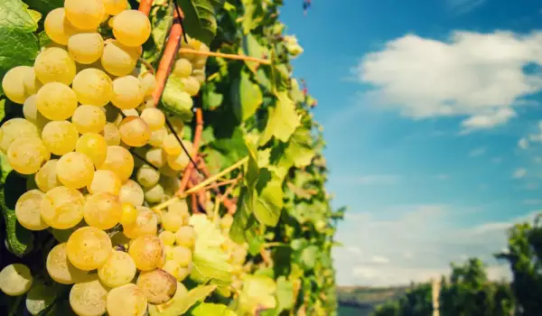 Самые известные сорта белого винограда