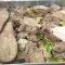 Потроха ягненка по-мясницки