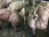 Эти свиньи-мутанты заставят вас думать о мясе, которое вы едите