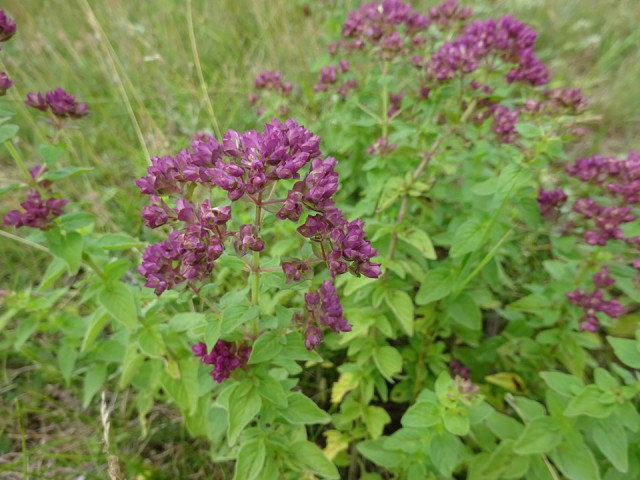 Чай из орегано (Origanum vulgare)